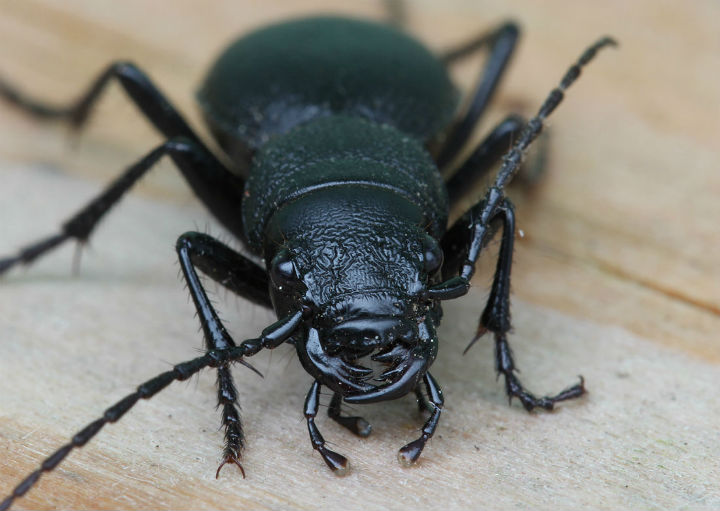 California Night-stalking Tiger Beetle